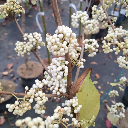 Glasbær Magical Snow Queen på 60 cm. stamme - Callicarpa Magical SnowQueen