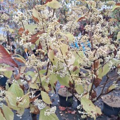 Glasbær Magical Snow Queen på 60 cm. stamme - Callicarpa Magical SnowQueen