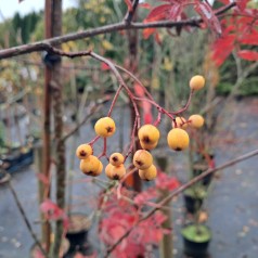 Gulfrugtet Røn Joseph Rock 125-150 cm. - Sorbus aucuparia Joseph Rock