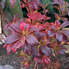 Haveazalea Whitethroat 30-60 cm. - Rhododendron luteum Whitethroat