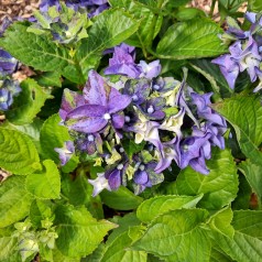 Hortensia Lady Mata Hari Blue - Hydrangea macrophylla Royalty Collection Lady Mata Hari Blue