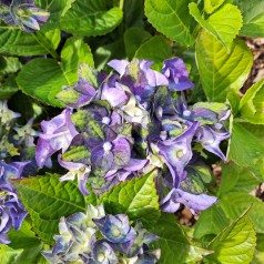 Hortensia Lady Mata Hari Blue - Hydrangea macrophylla Royalty Collection Lady Mata Hari Blue