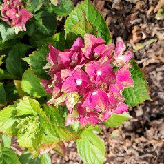 Hortensia Lady Mata Hari Pink - Hydrangea macrophylla Royalty Collection Lady Mata Hari Pink