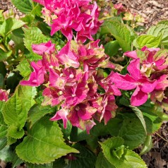 Hortensia Lady Mata Hari Pink - Hydrangea macrophylla Royalty Collection Lady Mata Hari Pink