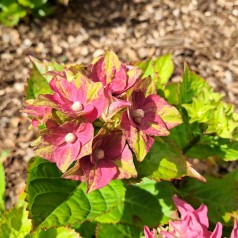 Hortensia Lady Mata Hari Pink - Hydrangea macrophylla Royalty Collection Lady Mata Hari Pink