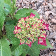 Hortensia Magical Ruby Tuesday - Hydrangea macrophylla Magical Ruby Tuesday