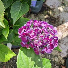 Hortensia Rosie Purple - Hydrangea macrophylla Royalty Collection Purple