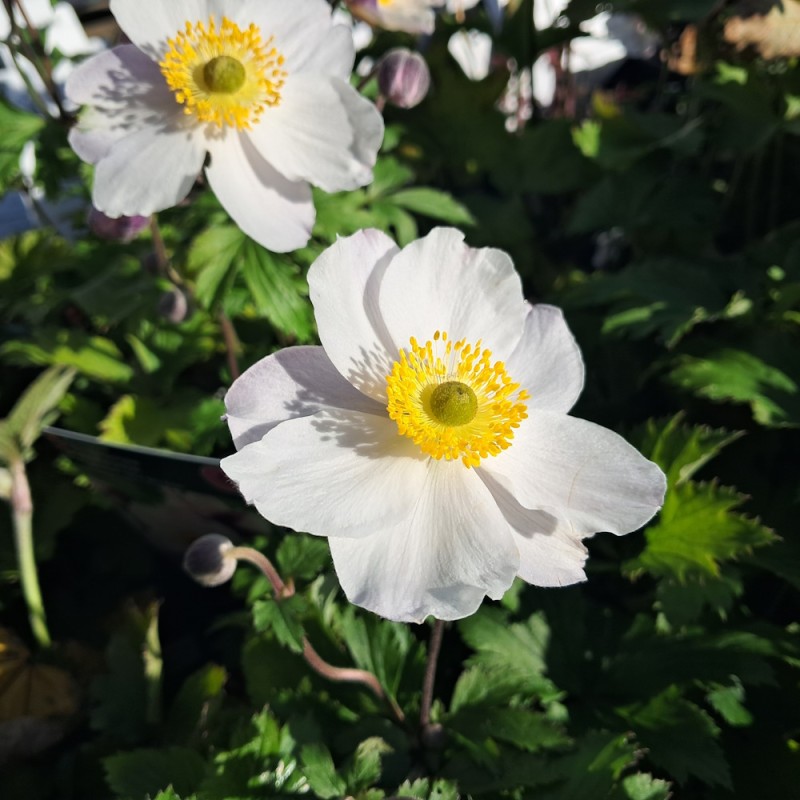 Høstanemone Elfin Swan - Anemone japonica Elfin Swan
