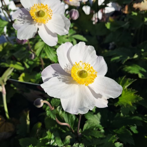 Høstanemone Elfin Swan - Anemone japonica Elfin Swan