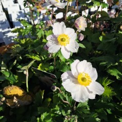 Høstanemone Elfin Swan - Anemone japonica Elfin Swan