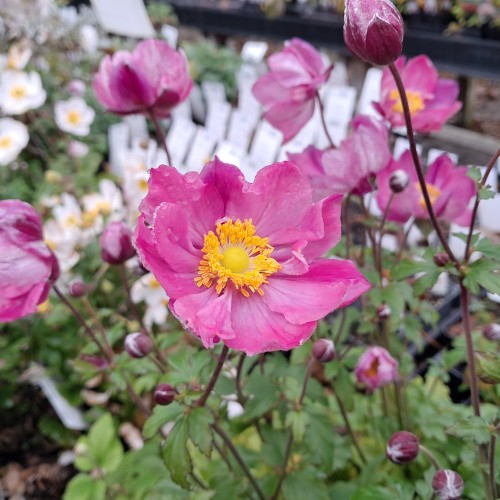 Høstanemone Fantasy Ariel - Anemone japonica Fantasy Ariel