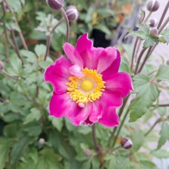 Høstanemone Fantasy Ariel - Anemone japonica Fantasy Ariel