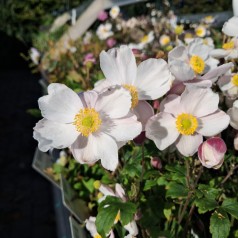 Høstanemone Fantasy Elsa - Anemone japonica Fantasy Elsa