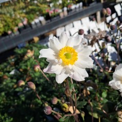 Høstanemone Snow Angel - Anemone hybrida Snow Angel