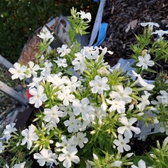 Høstfloks Early White - Phlox paniculata Early White