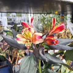 Inkalilje Indian summer - Alstroemeria summer paradise indian summer