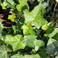Irsk Efeu - Hedera hibernica