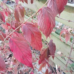 Japansk Snebolle Cascade - Viburnum plicatum Cascade