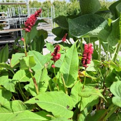 Kertepileurt Fat Domino - Persicaria amplexicaulis Fat Domino