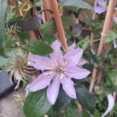 Klematis Justa 40-60 cm. - Clematis viticella Justa