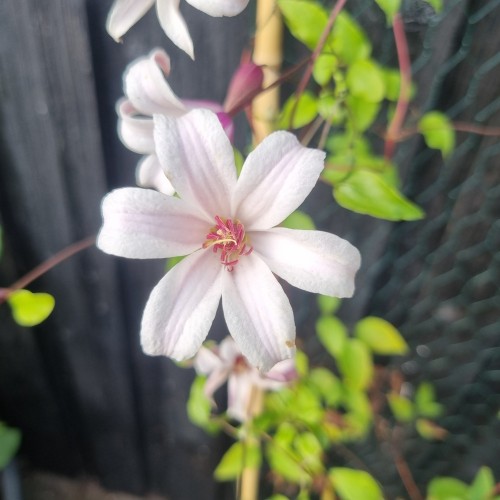 Klematis Princess Kate 40-60 cm. - Clematis texensis Princess Kate (Zoprika)