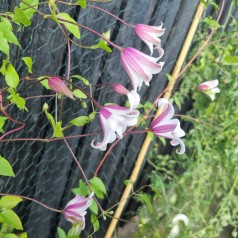 Klematis Princess Kate 40-60 cm. - Clematis texensis Princess Kate (Zoprika)