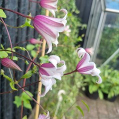 Klematis Princess Kate 40-60 cm. - Clematis texensis Princess Kate (Zoprika)