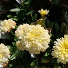 Kæmpemargerit Luna - Leucanthemum superbum Luna