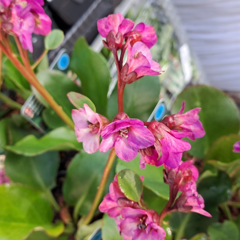 Kæmpestenbræk Eroica - Bergenia cordifolia Eroica