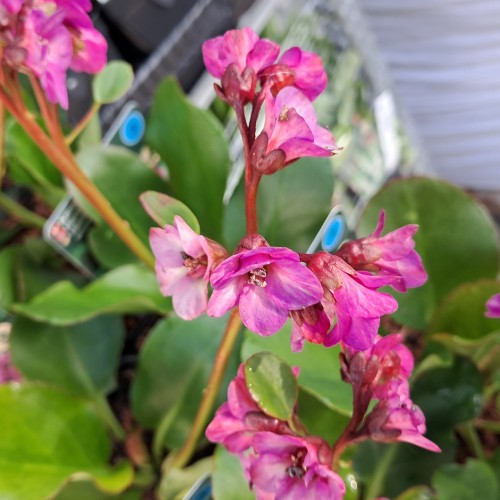 Kæmpestenbræk Eroica - Bergenia cordifolia Eroica