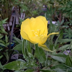 Krybende natlys - Oenothera macrocarpa