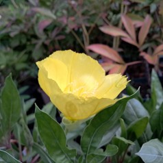 Krybende natlys - Oenothera macrocarpa