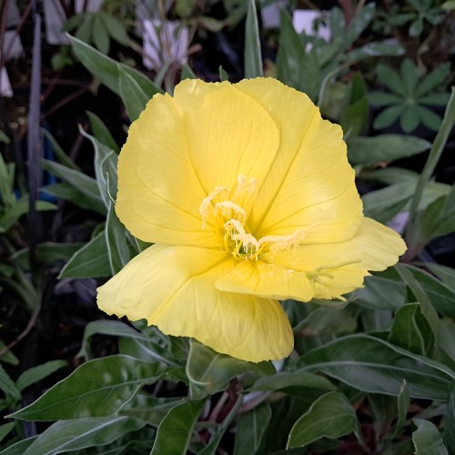 Krybende natlys - Oenothera macrocarpa