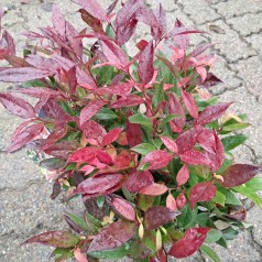 Leucothoe Zeblid/Scarletta