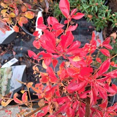 Pagodebusk 40-80 cm. - Enkianthus campanulatus