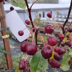 Paradisæble Brændkjær 125-150 cm. - Malus hybrid Braendkjaer