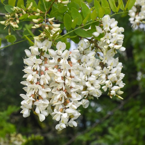 Almindelig robinie 125-150 cm. - Bundt med 25 stk. barrodsplanter - Robinia pseudoacacia