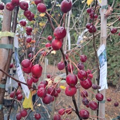 Paradisæble Brændkjær 125-150 cm. - Malus hybrid Braendkjaer