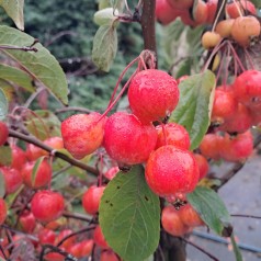 Paradisæble Evereste 120 cm. stamme - Malus hybrid Evereste