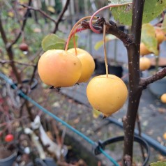 Paradisæble Golden Hornet  80-120 cm. - Malus hybrid Golden Hornet