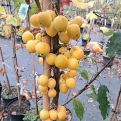 Paradisæble Golden Hornet 125-150 cm. - Malus hybrid Golden Hornet