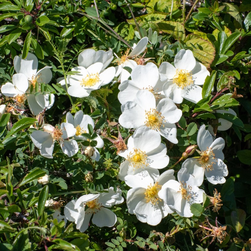 Agerrose 40-60 cm. - Bundt med 25 stk. barrodsplanter - Rosa arvensis