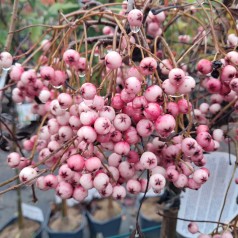 Perlerøn Purple Magic 80 cm. stamme - Sorbus Purple Magic