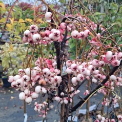Perlerøn Purple Magic 80 cm. stamme - Sorbus Purple Magic