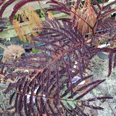 Persisk Silketræ Summer Chocolate 60-100 cm. - Albizia julibrissin Summer Chocolate