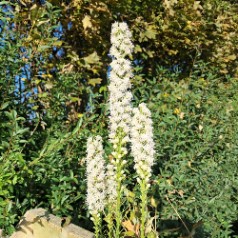 Pragtskær / Lampepudser...