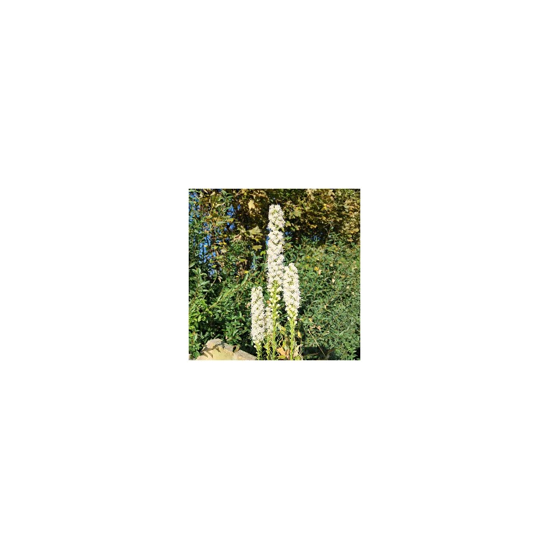 Pragtskær / Lampepudser Floristan Weiss - Liatris spicata Floristan Weiss