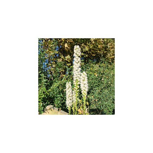 Pragtskær / Lampepudser Floristan Weiss - Liatris spicata Floristan Weiss