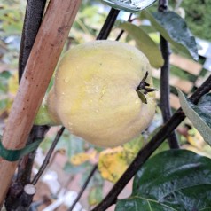 Pærekvæde - Cydonia oblonga Robusta