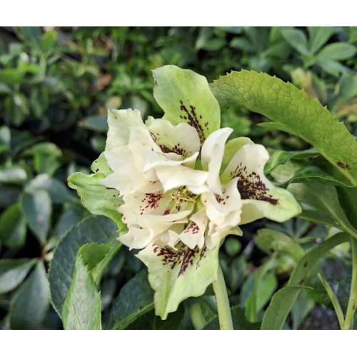 Påskeklokke Double Ellen Yellow Spotted - Helleborus orientalis Double Ellen Yellow Spotted